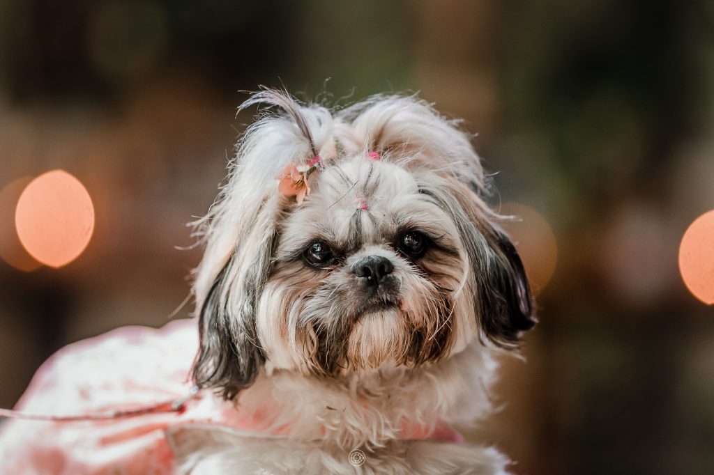 perros en un matrimonio