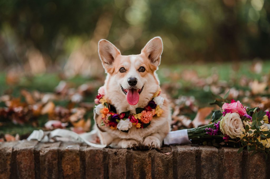 corgi
